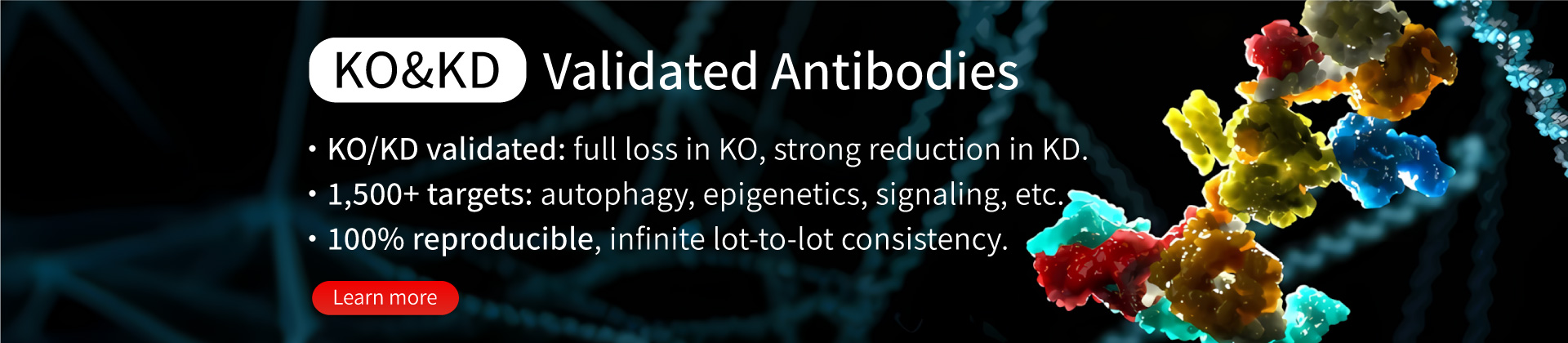 KO&KD Validated Antibodies