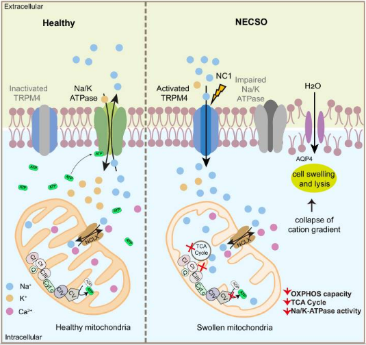 Sodium Disrupts Mitochondrial Energy Metabolism to Execute NECSO