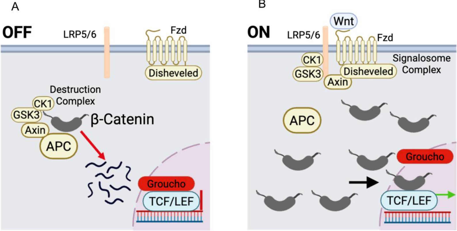 Wnt/β-Catenin Activated Targets Antibody