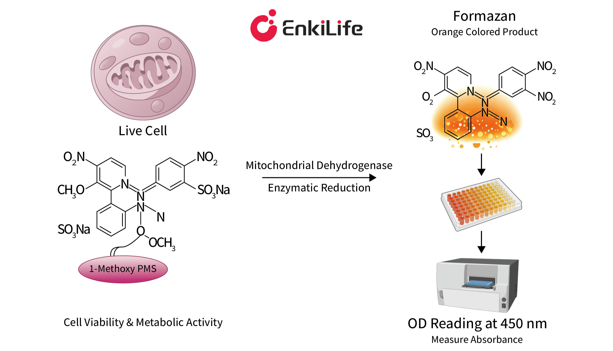 Comprehensive Guide to CCK-8 Assays: From Principle to Practice—Efficiently Obtaining Reliable Cell Proliferation Data