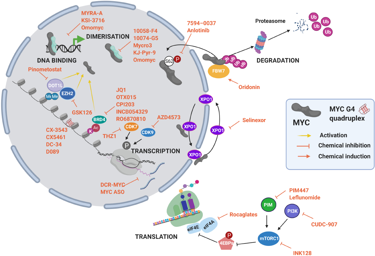 MYC inhibition strategies MYC inhibition strategies