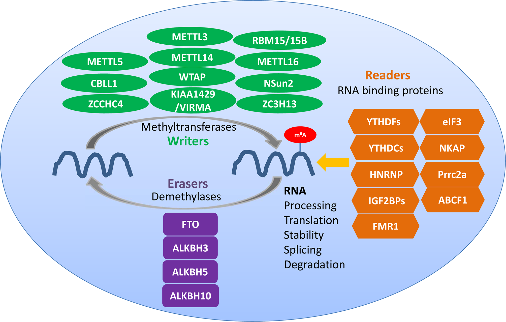 N6-Methyladenosine (m6A) Binding Protein