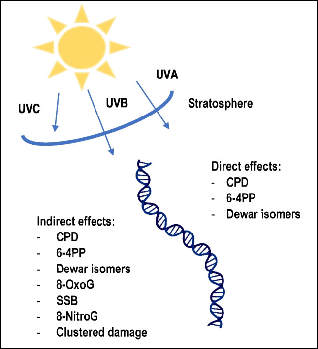 ​UV Induced DNA Damage Response 