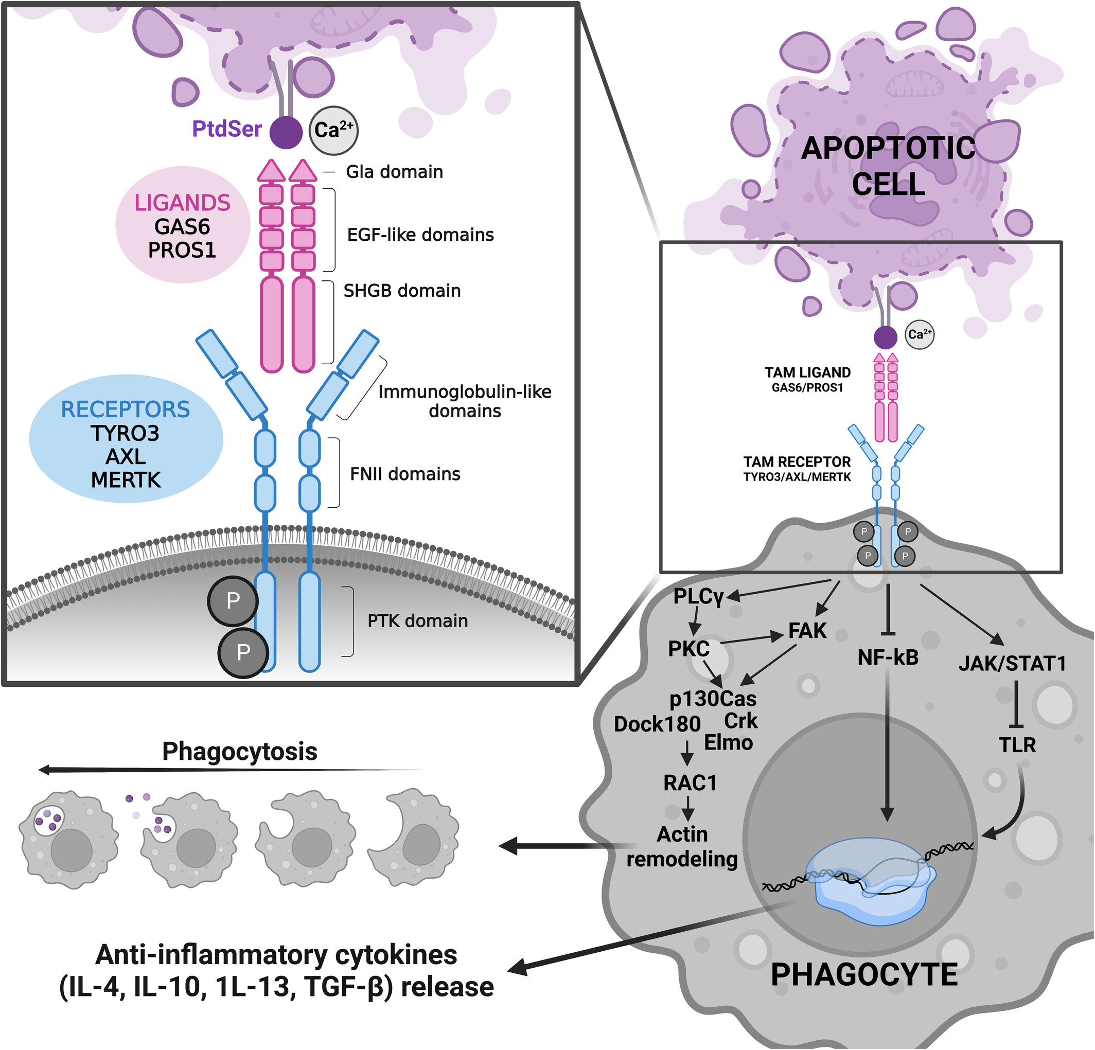 Tyro/Axl/Mer Activation