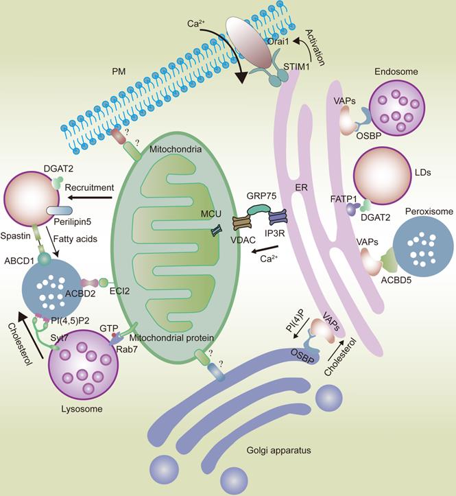 Organelles Do Not Exist Alone: A Bidirectional Partnership Across Membranes