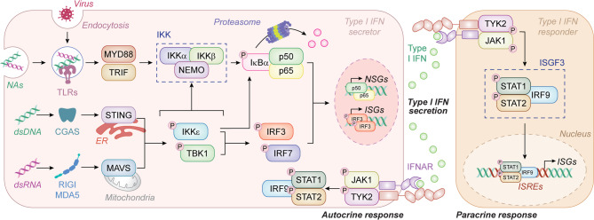 ​Type I Interferon Induction and Signaling