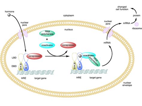 Nuclear Receptor