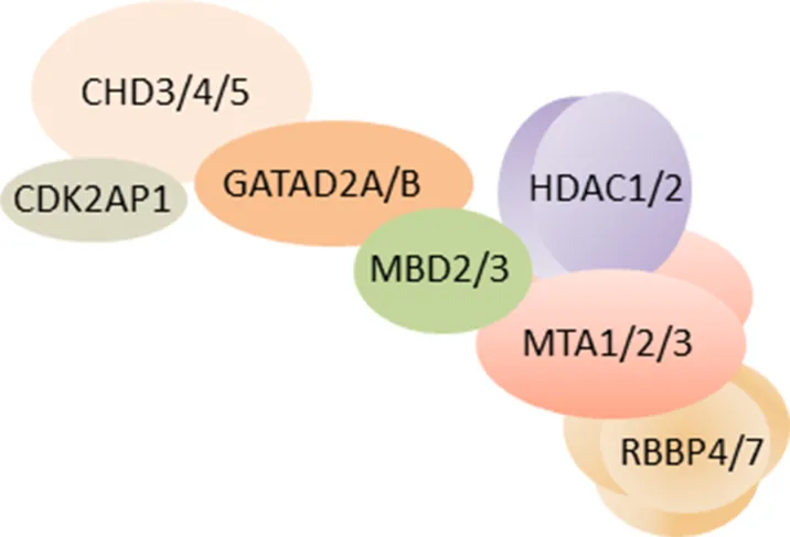 NuRD Complex