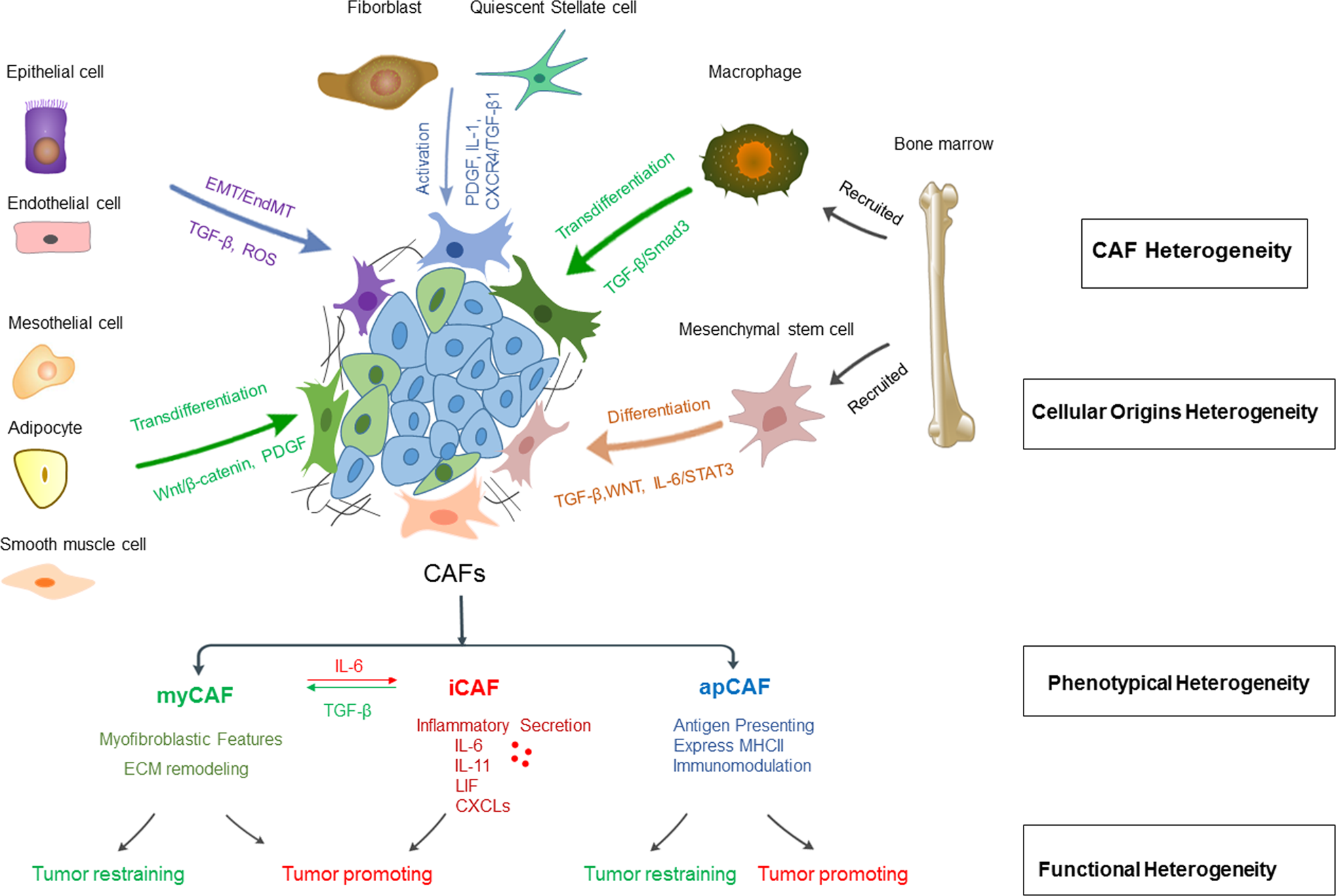 Fig. 1: Cancer-associated fibroblasts (CAFs) are a heterogeneous and plastic population within the tumor microenvironment.