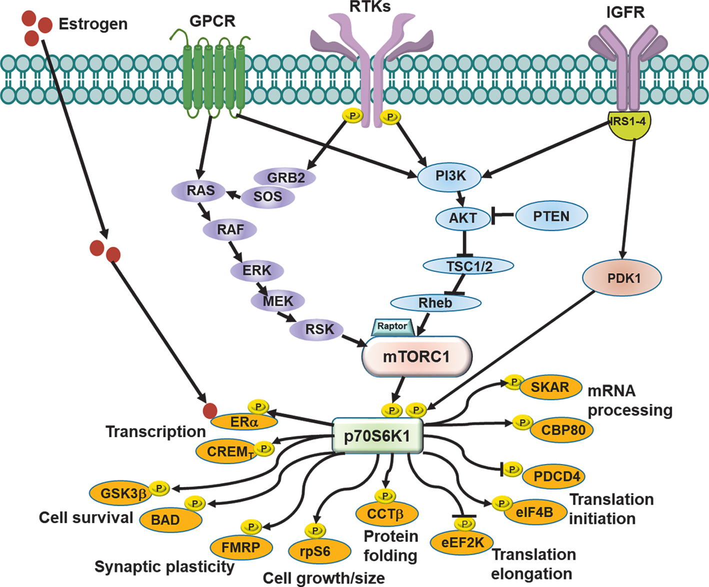 p70 S6 Kinase