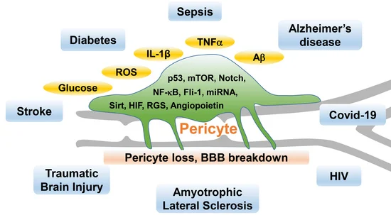 Pericyte