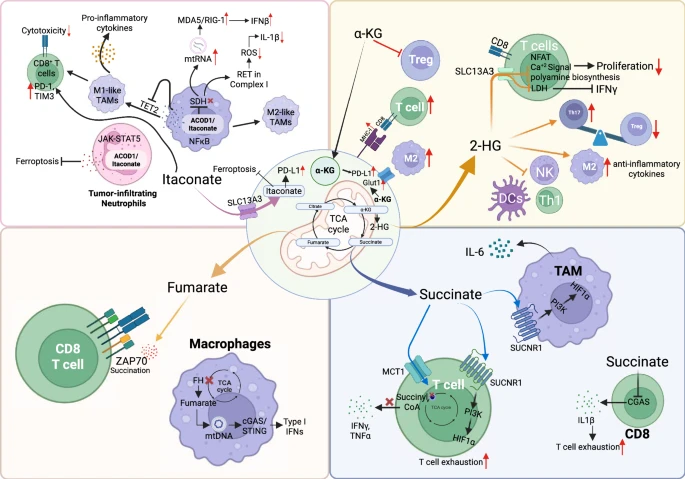 Immunomodulatory roles of TCA cycle oncometabolites
