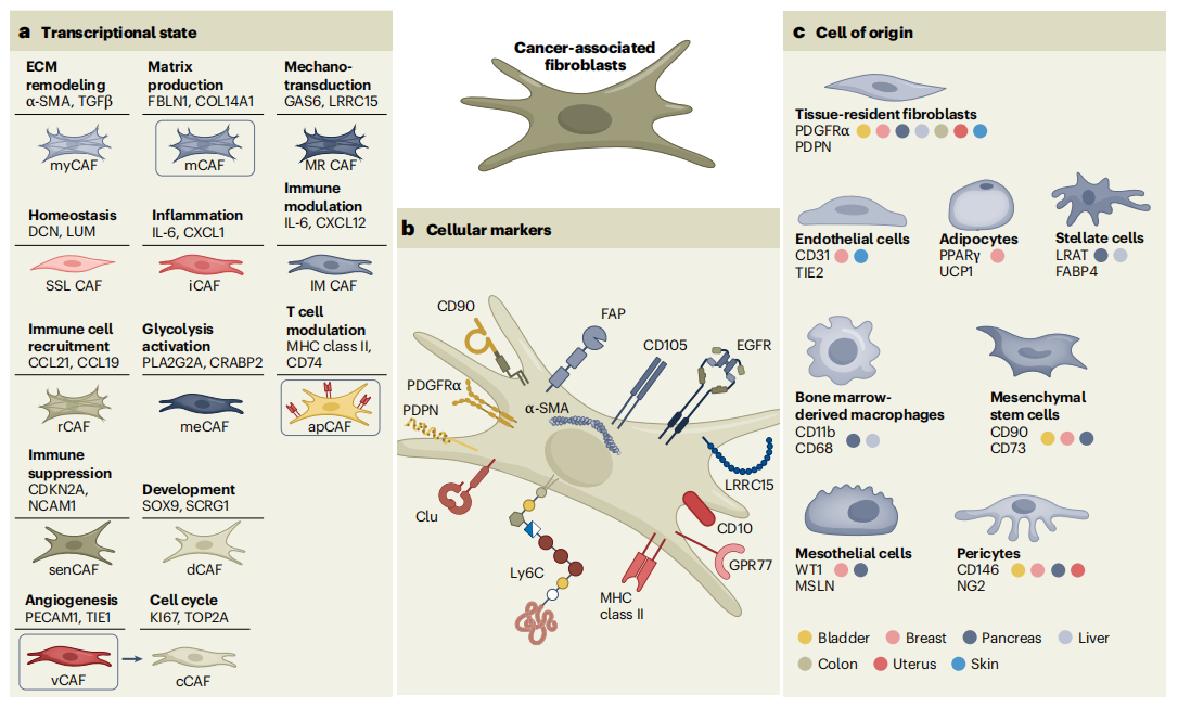 Core Characteristics of CAF Heterogeneity
