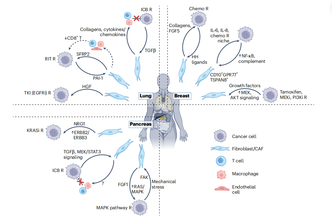 Nature Cancer Authoritative Review: Multi-Dimensional Analysis of CAF Heterogeneity and Targeted Transformation Prospects