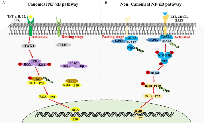 NF-κB Pathway