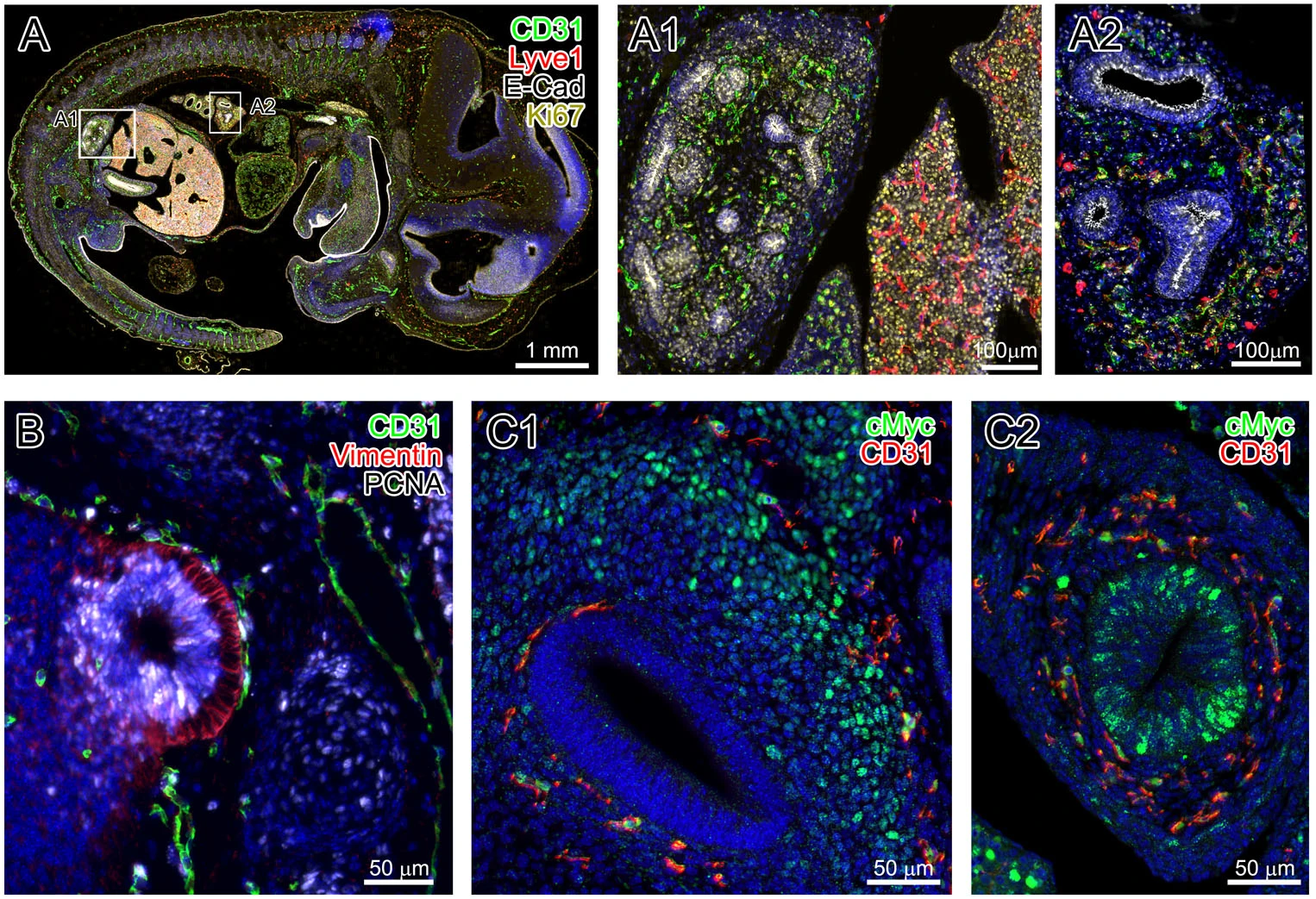 From Literature: Understanding How TSA Technology Empowers mIHC Multiplex Immunofluorescence to Overcome Detection Limitations