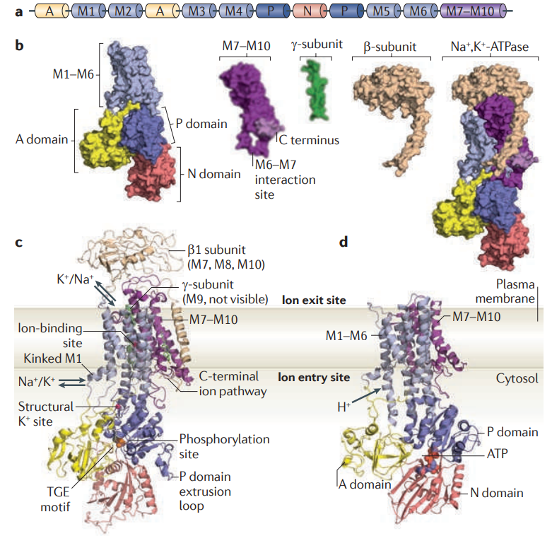 Plasma Membrane Marker Antibody