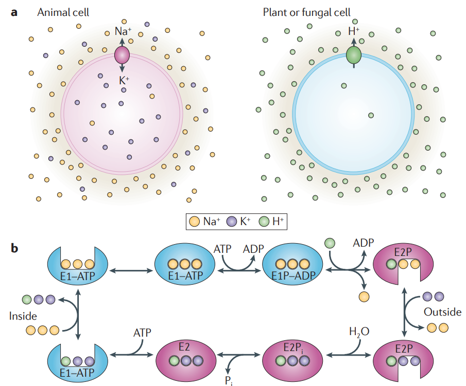 P-type ATPases energize the plasma membrane