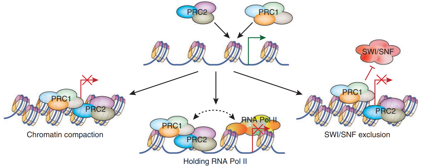Polycomb Group