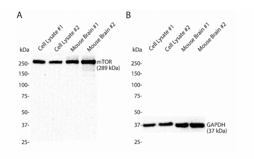 Comprehensive Guide to Lysis Protocols for Different Sample Types