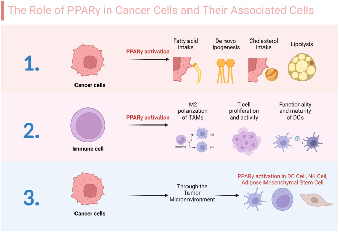 PPAR gamma Regulated Fatty Acid Metabolism
