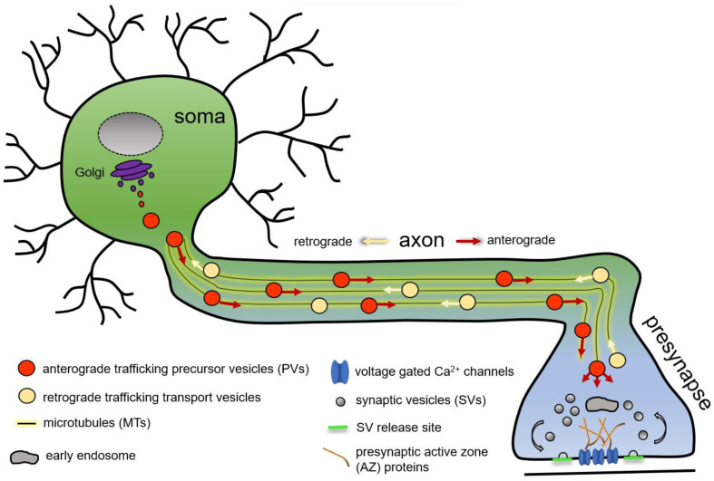 Presynaptic Vesicle Cycle Antibody