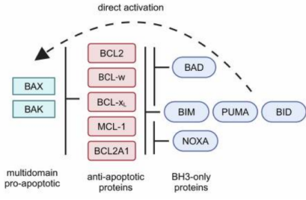 Pro-Apoptosis Bcl-2 Family Antibody