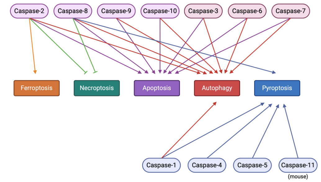 Procaspase Antibody