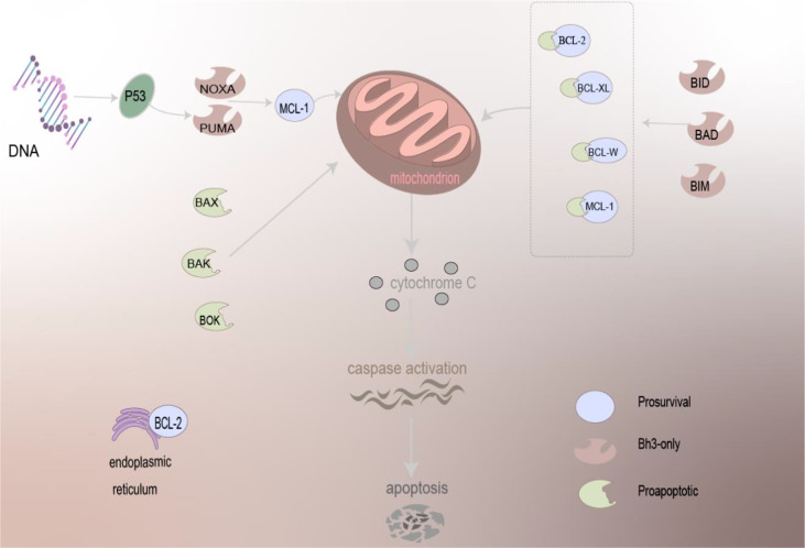 Pro-Survival Bcl-2 Family Antibody