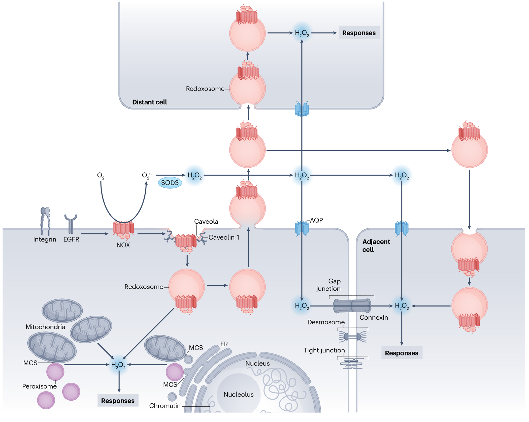 Redox Homeostasis and Signaling