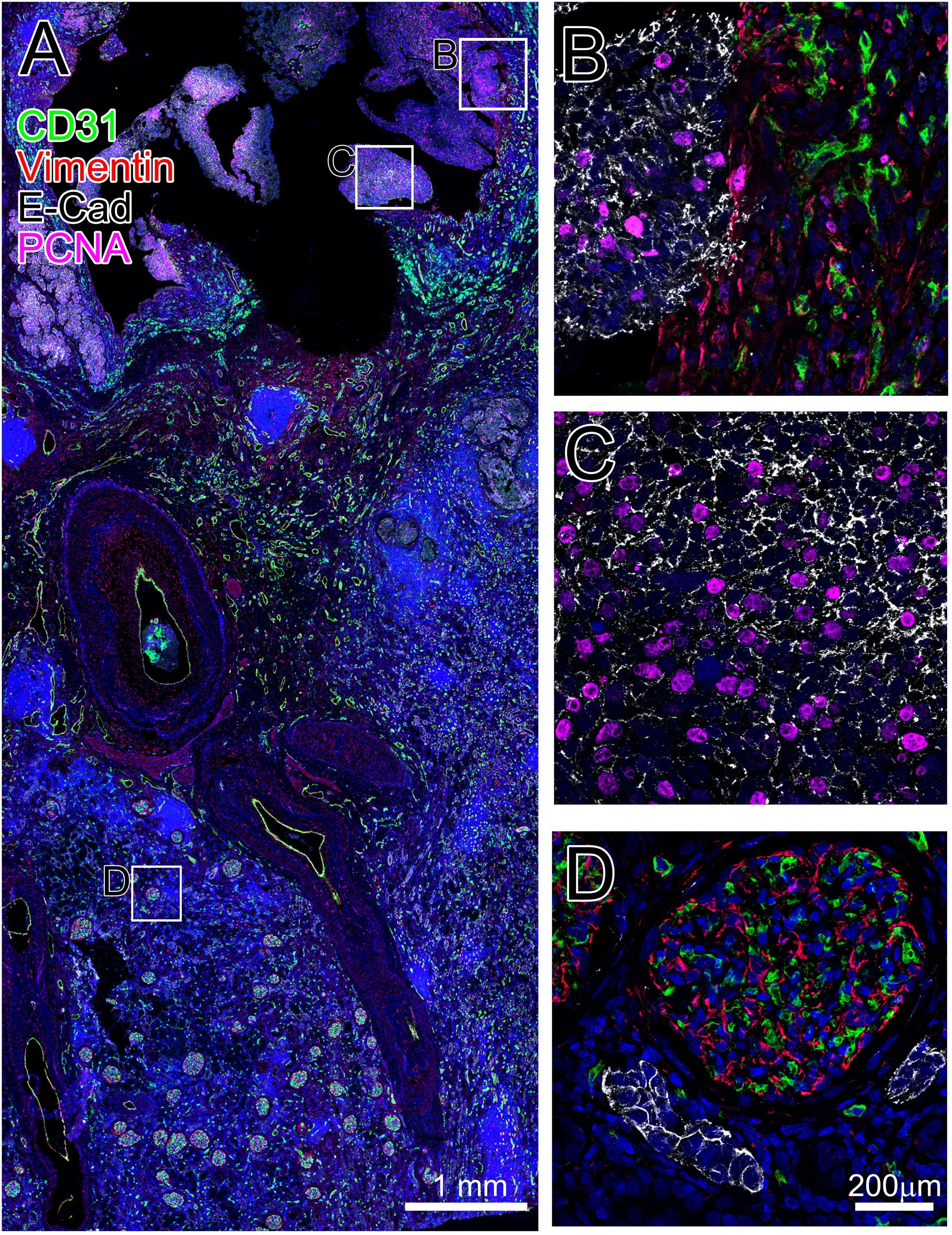Frequently Asked Questions about TSA Multiplex Immunofluorescence Experiments