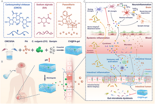EnkiLife 2H Rapid WB Kit Supports CV@PA-gel Synergistic Platform for Dual-Target Therapy of Intestinal and Neuroimmune Dysfunction in Inflammatory Bowel Disease
