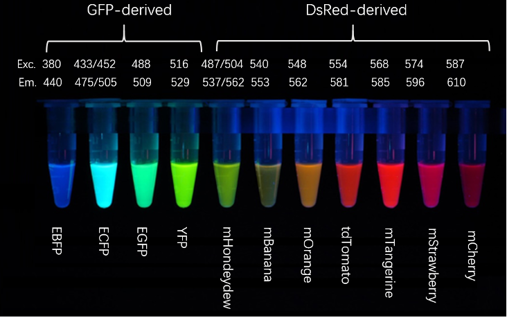 Why Use GFP for Protein Localization, While PE and APC are Preferred for Flow Cytometry?