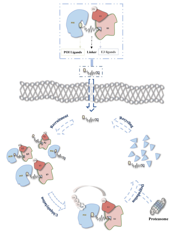 The action mechanism of PROTACs