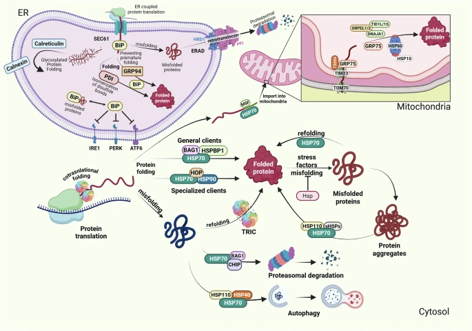 Protein folding, quality control mechanisms, and import into cellular organelles