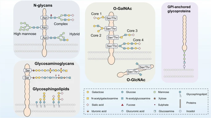 Classification of major manifestations of glycosylation on proteins