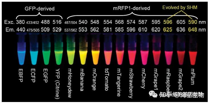 From a Single Green Color to a Full-Spectrum Fluorescent Labeling System