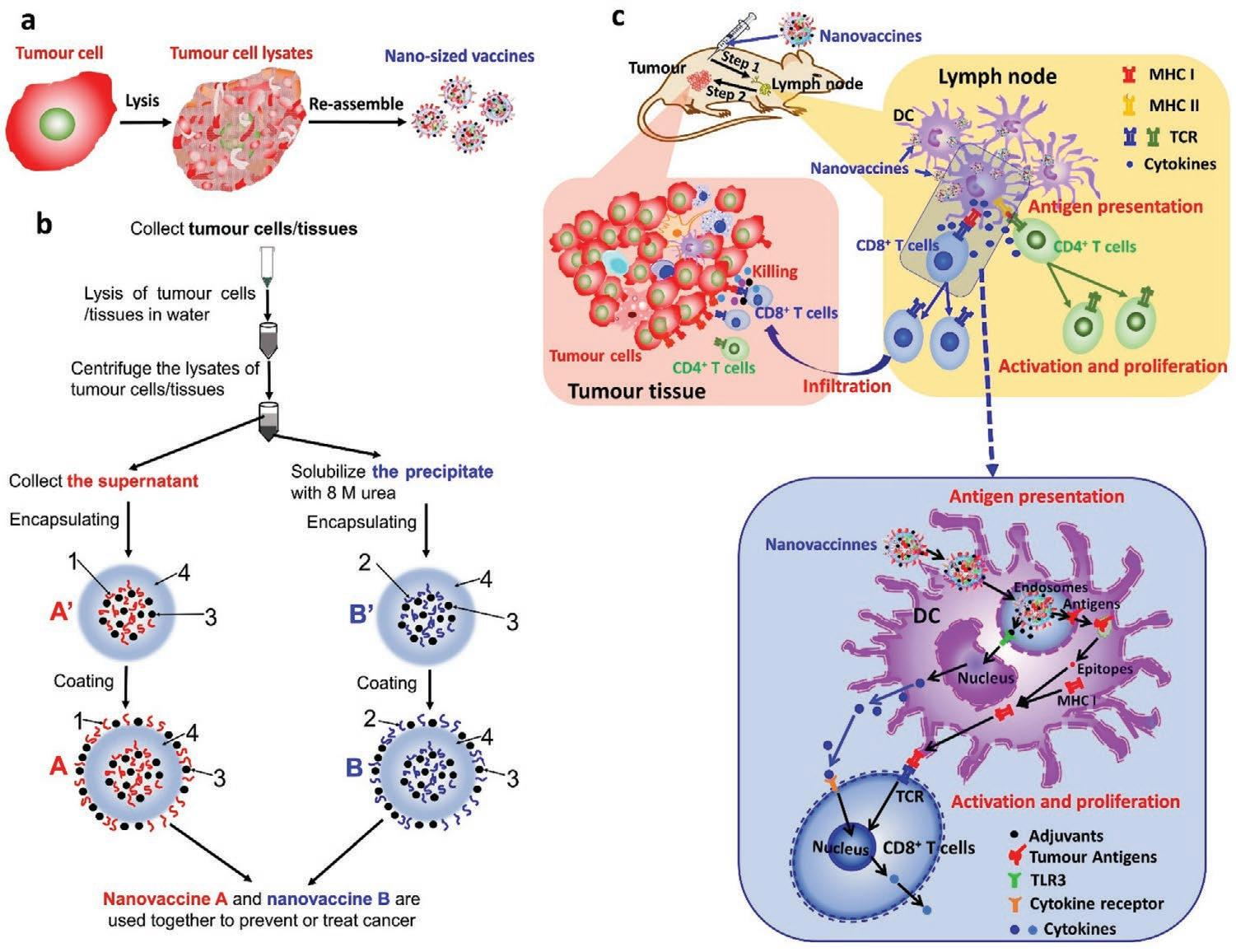 Literature Share: Preparation, Efficacy and Immune Pathways of Personalized Tumor Nanovaccines