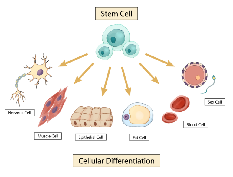 Stem Cell Receptor | ELISA