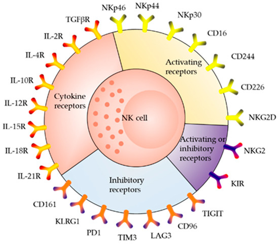NK Cell Receptor | ELISA