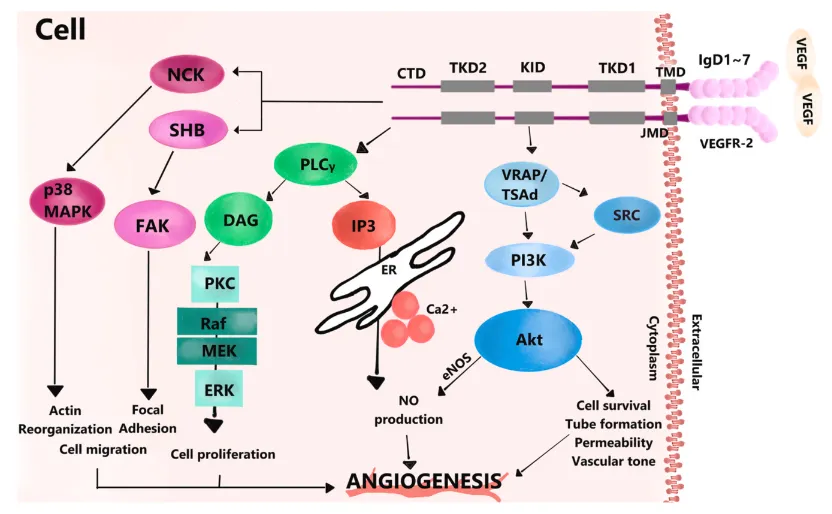 VEGF signaling pathway | ELISA