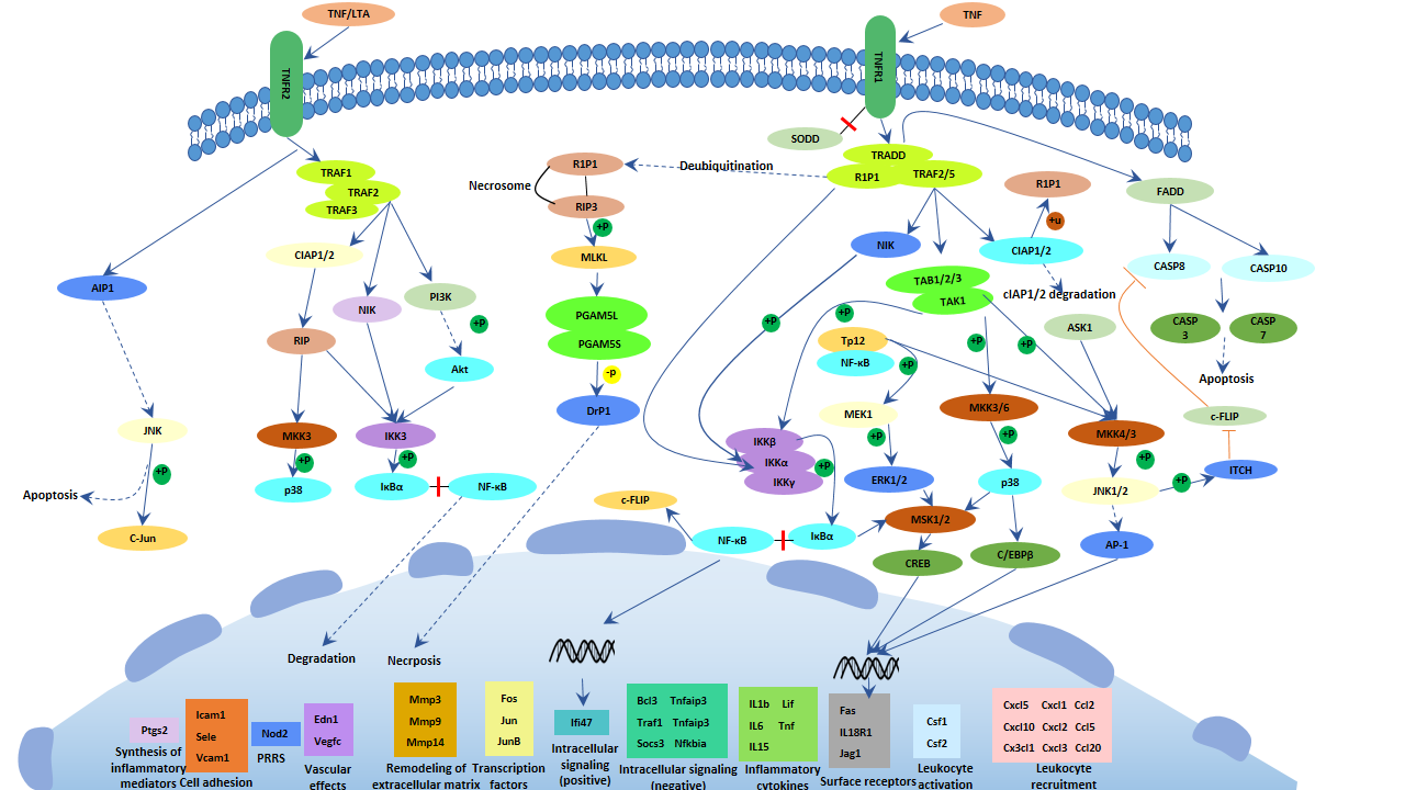 TNF signaling pathway | ELISA