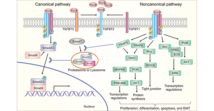 TGF‑beta signaling pathway | ELISA