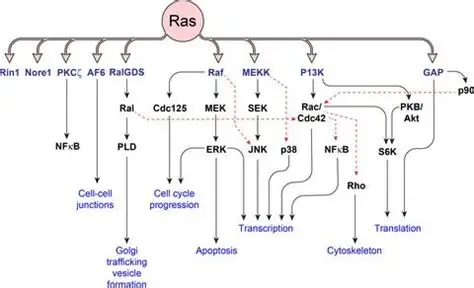 Ras signaling pathway | ELISA