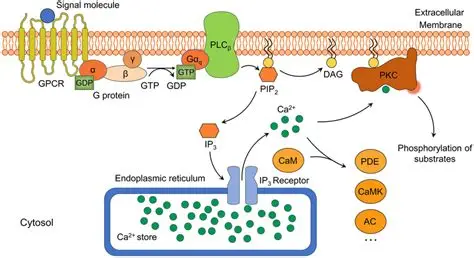 Phosphatidylinositol Signaling System | ELISA