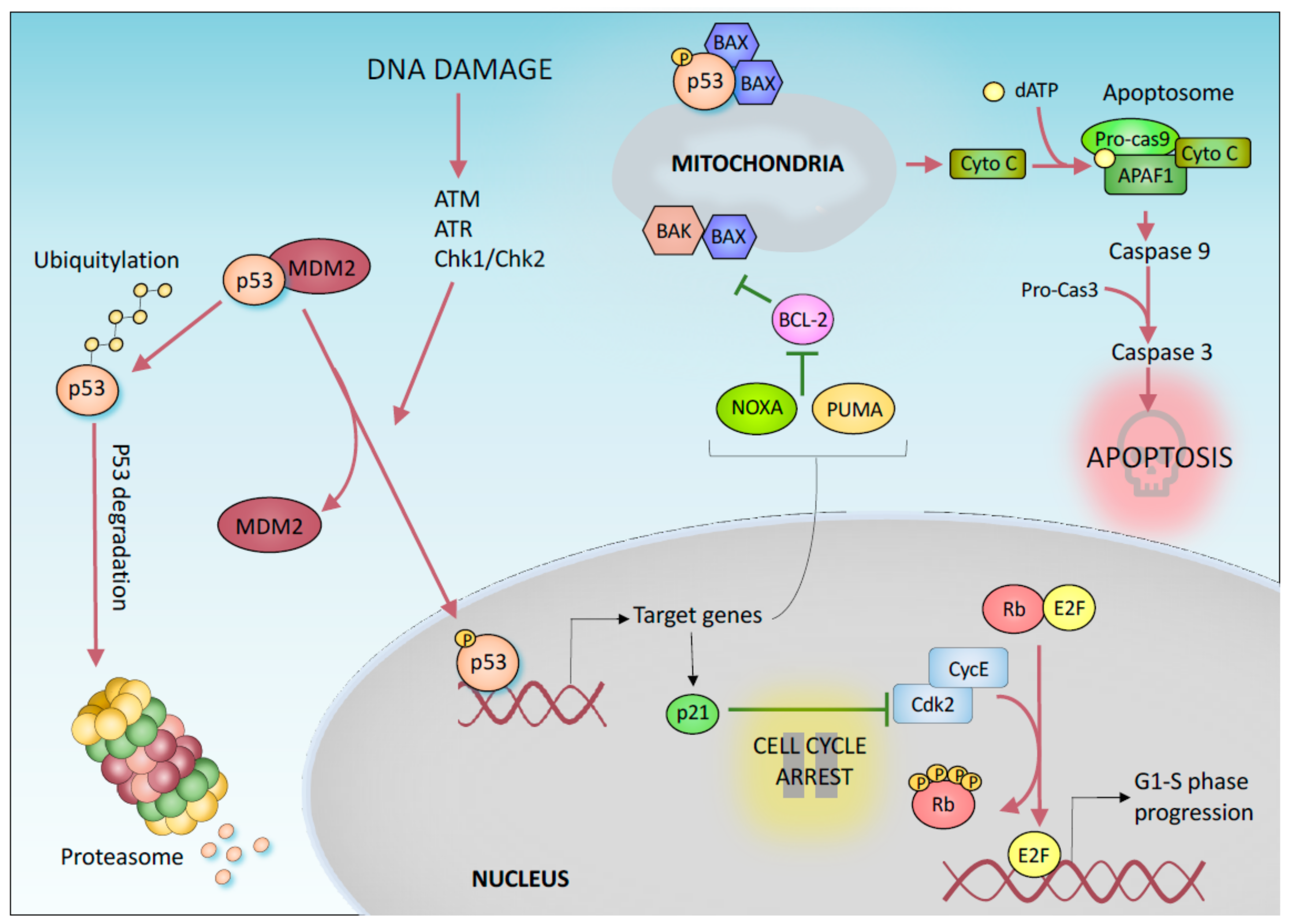 p53 signaling pathway | ELISA