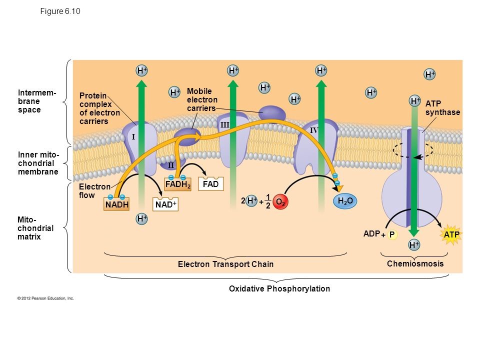 Oxidative Phosphorylation | ELISA