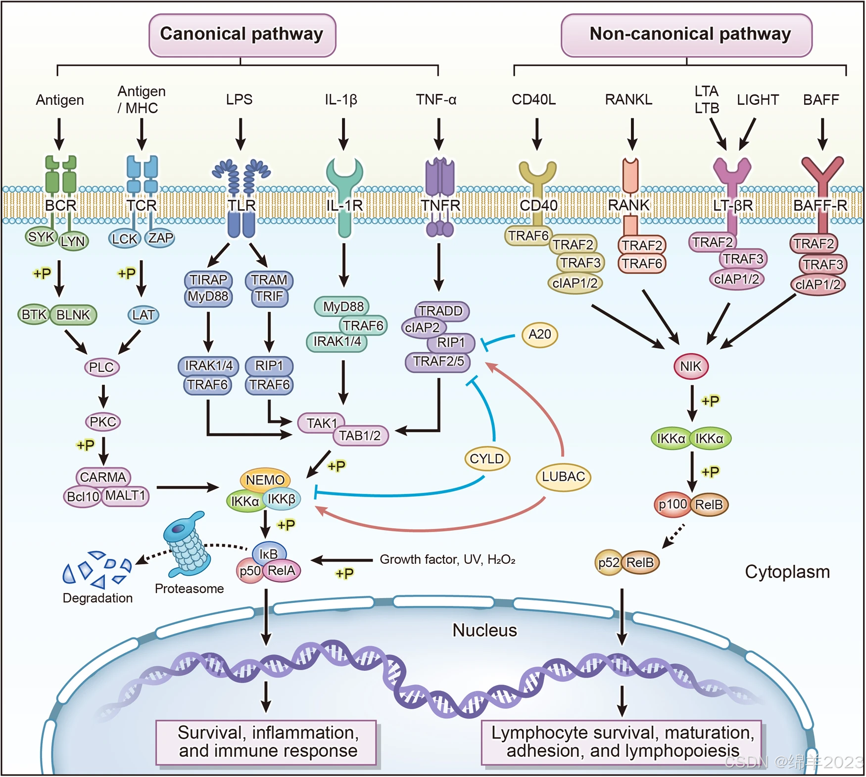 NF‑kappa B signaling pathway | ELISA