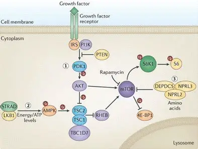 mTOR signaling pathway | ELISA