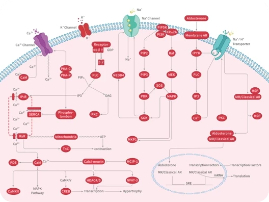 MAPK Signaling Pathway | ELISA